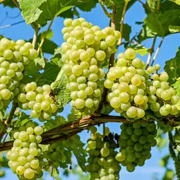 Circuit vigne
