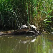 Cistude, la tortue de Brenne
