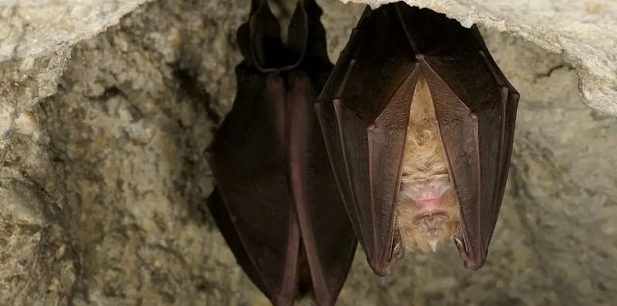 Cité des Paysages - Nuit internationale de la Chauve-Souris