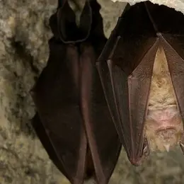 Cité des Paysages - Nuit internationale de la Chauve-Souris