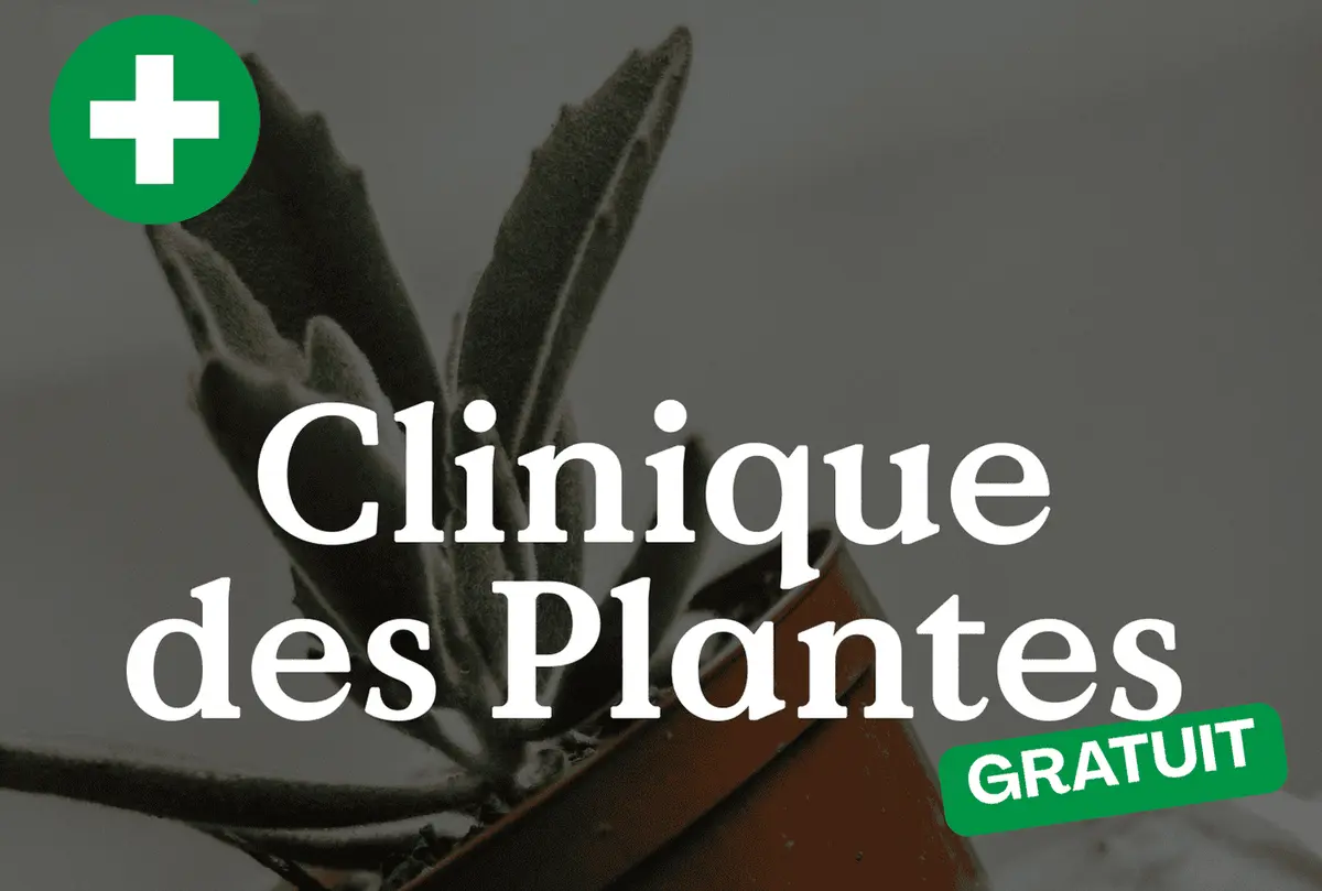 Clinique des Plantes