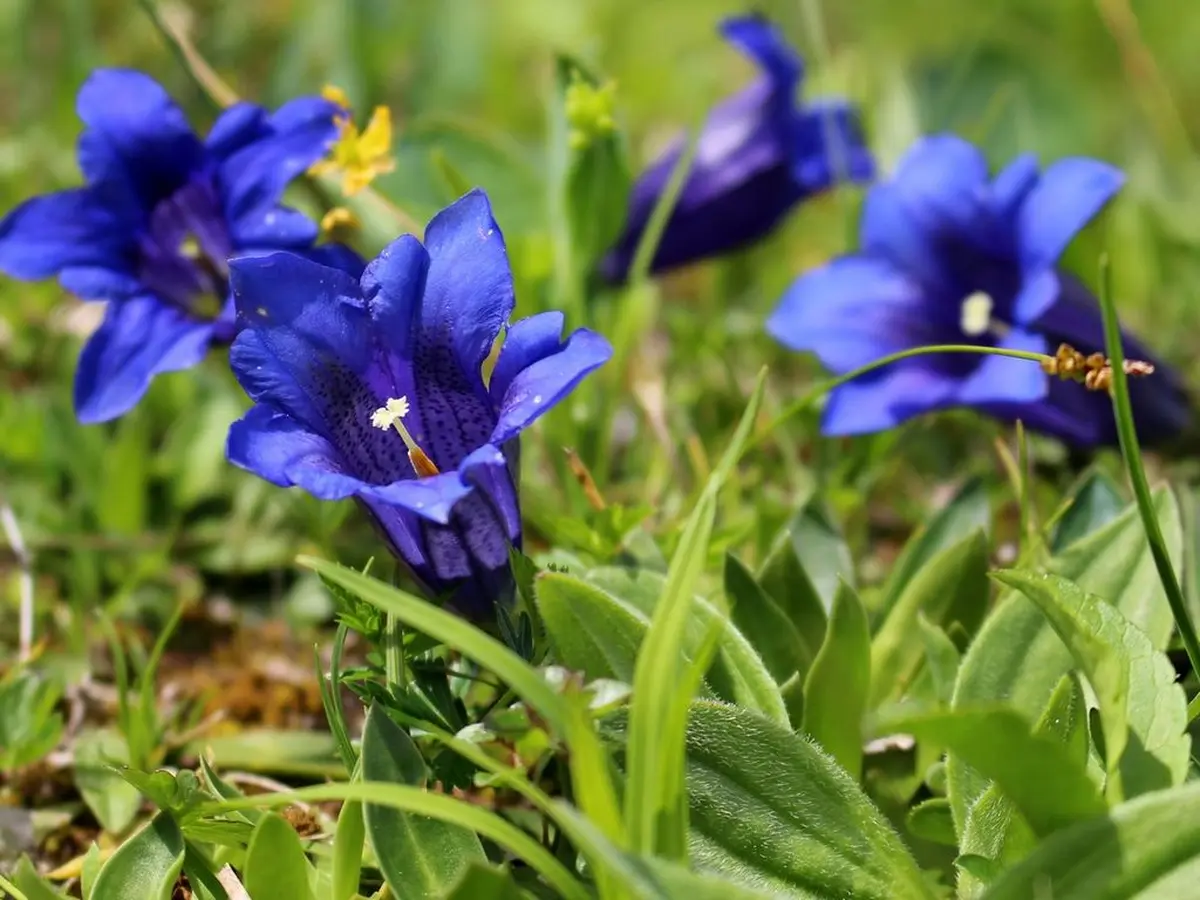 Club bota’ : atelier initiation à la photo macro