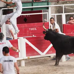 Club Taurin - Courses Camarguaise 2026