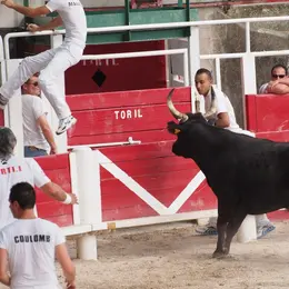 Club Taurin - Courses Camarguaise 2026