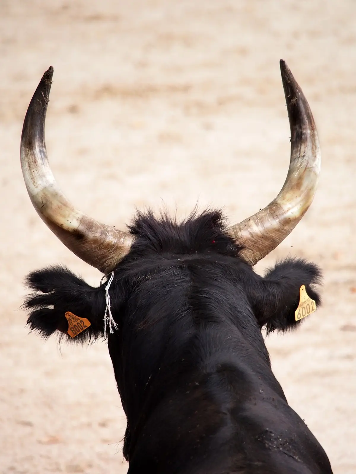 Club Taurin  - Taureaux Piscine
