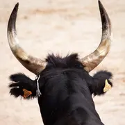 Club Taurin  - Taureaux Piscine