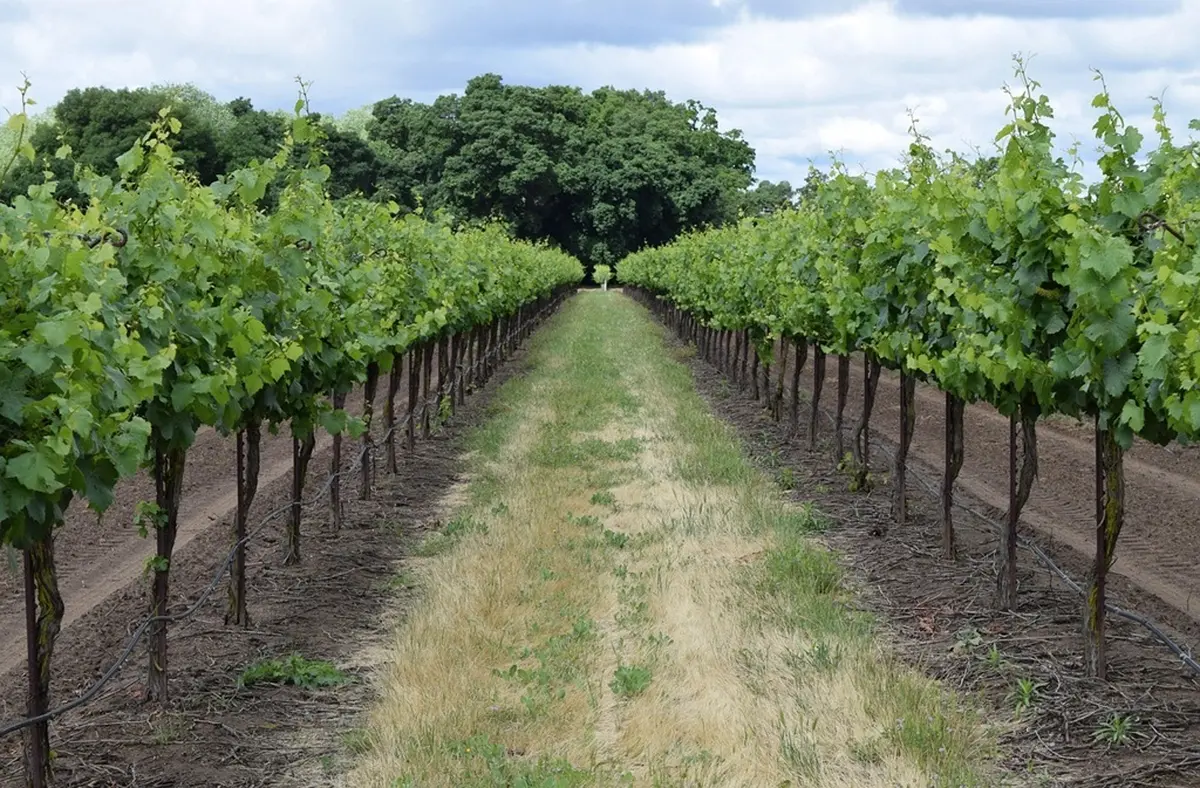 Cluedo géant dans les vignes