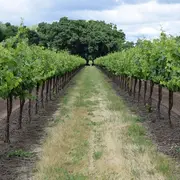 Cluedo géant dans les vignes