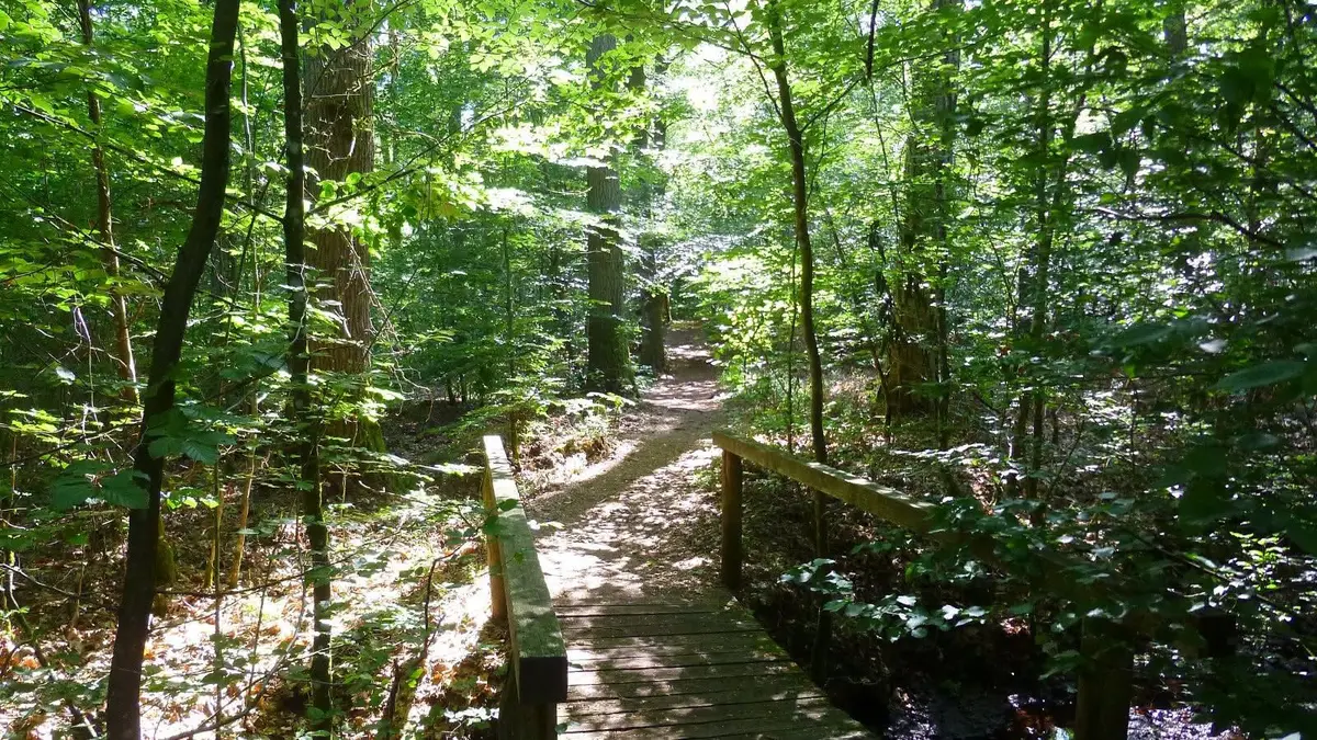 Balade dans la foret du Waldeck