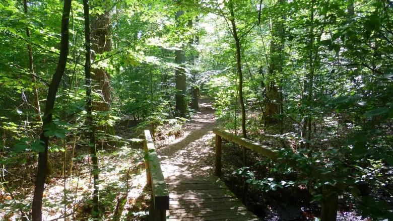 Balade dans la foret du Waldeck