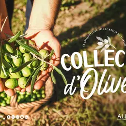 collecte d'olives