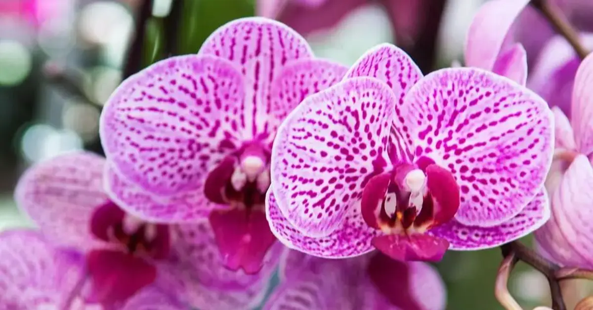 Colmar : 8 id&eacute;es sorties sympa pour ce week-end (17 au 19 avril 2026)