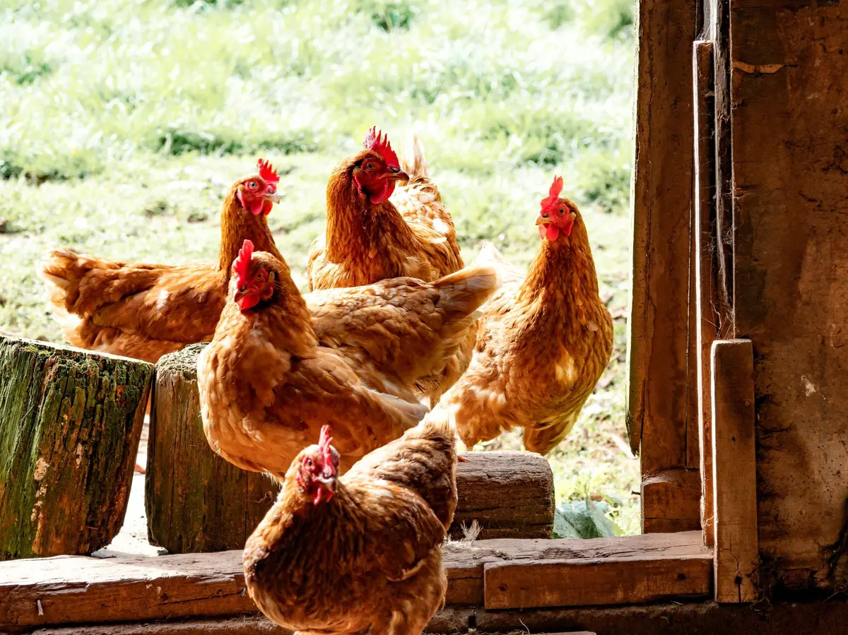 Colmar Agglomération distribue 840 poules à 420 familles en mai 2026 pour réduire les déchets alimentaires du quotidien