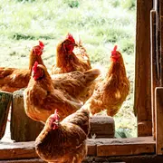 Colmar Agglomération distribue 840 poules à 420 familles en mai 2026 pour réduire les déchets alimentaires du quotidien
