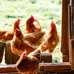 Colmar Agglomération distribue 840 poules à 420 familles en mai 2026 pour réduire les déchets alimentaires du quotidien
