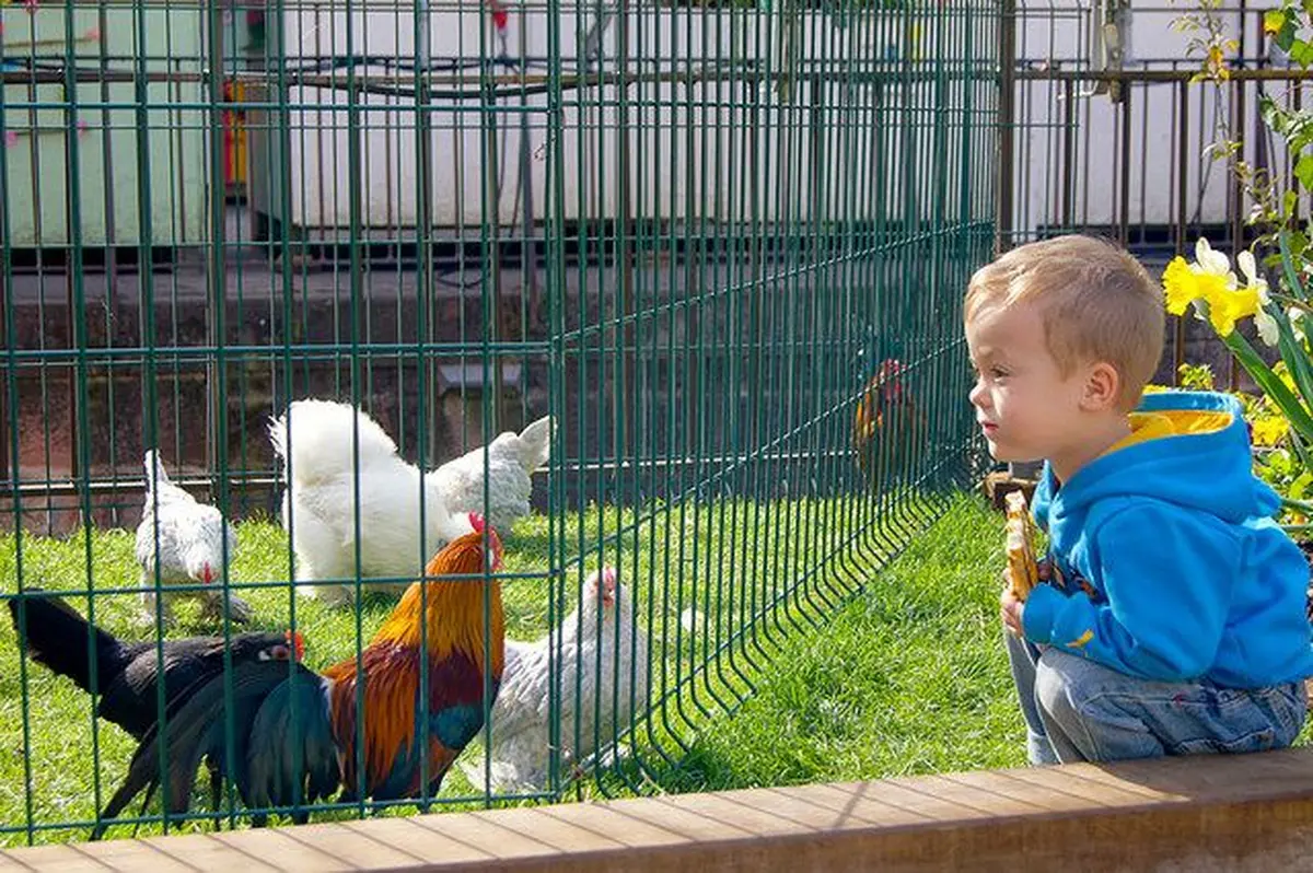 Les enfants (et les grands) découvrent les animaux de la ferme
