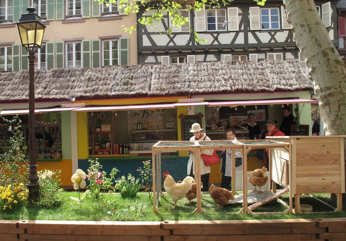 Les animaux de la basse-cour s'invitent à Colmar