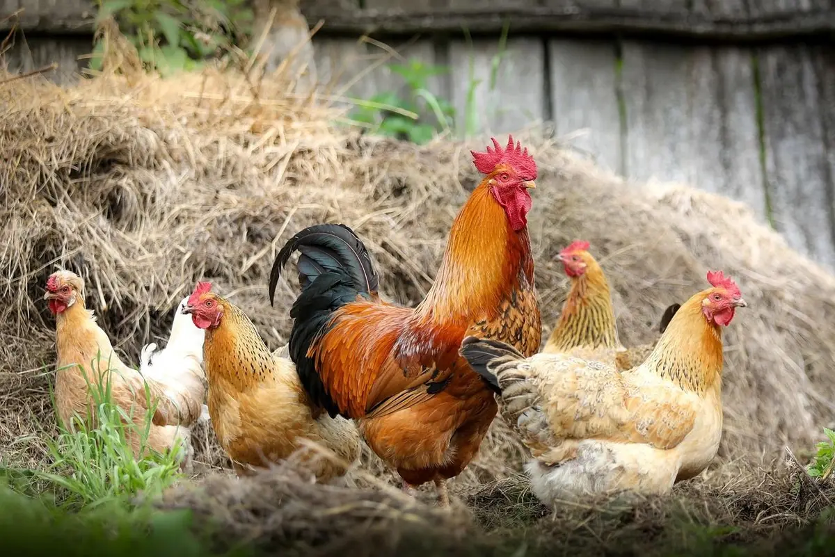Colmar offre gratuitement deux poules à 420 familles de l'agglomération le 23 mai et c'est la 12e édition de cette opération insolite contre le gaspillage alimentaire