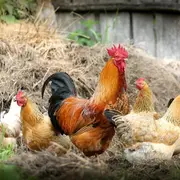 Colmar offre gratuitement deux poules à 420 familles de l'agglomération le 23 mai et c'est la 12e édition de cette opération insolite contre le gaspillage alimentaire