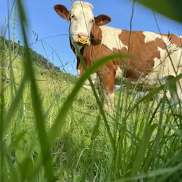 Comice agricole