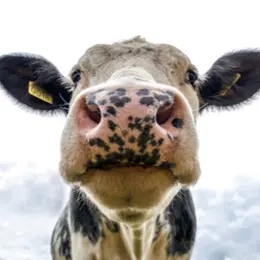 Comice agricole