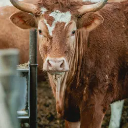 Comice agricole