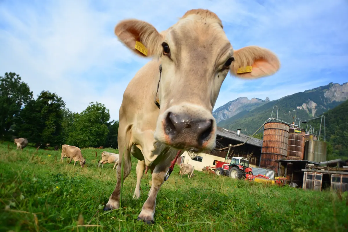 Comice agricole à Saint-Julien-aux-Bois