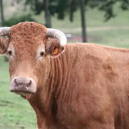 Comice agricole de Meyssac
