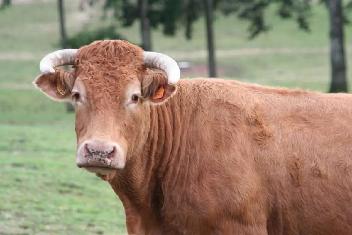 Comice agricole de Palazinges