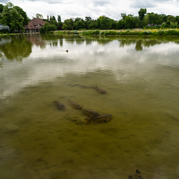 Comme un poisson dans la Seine