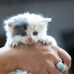 Comment appeler mon chat ? 5 idées