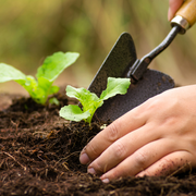 Comment associer vos plantes au jardin ?