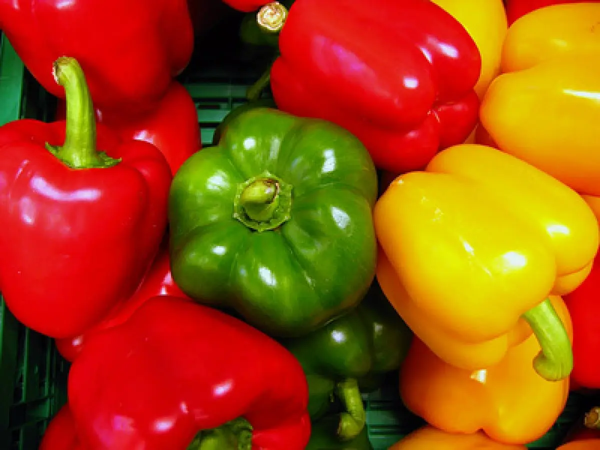 Comment choisir les poivrons : rouges, verts ou jaunes ?