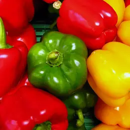Comment choisir les poivrons : rouges, verts ou jaunes ?