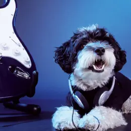 Comment nos animaux perçoivent nos intérieurs ? 