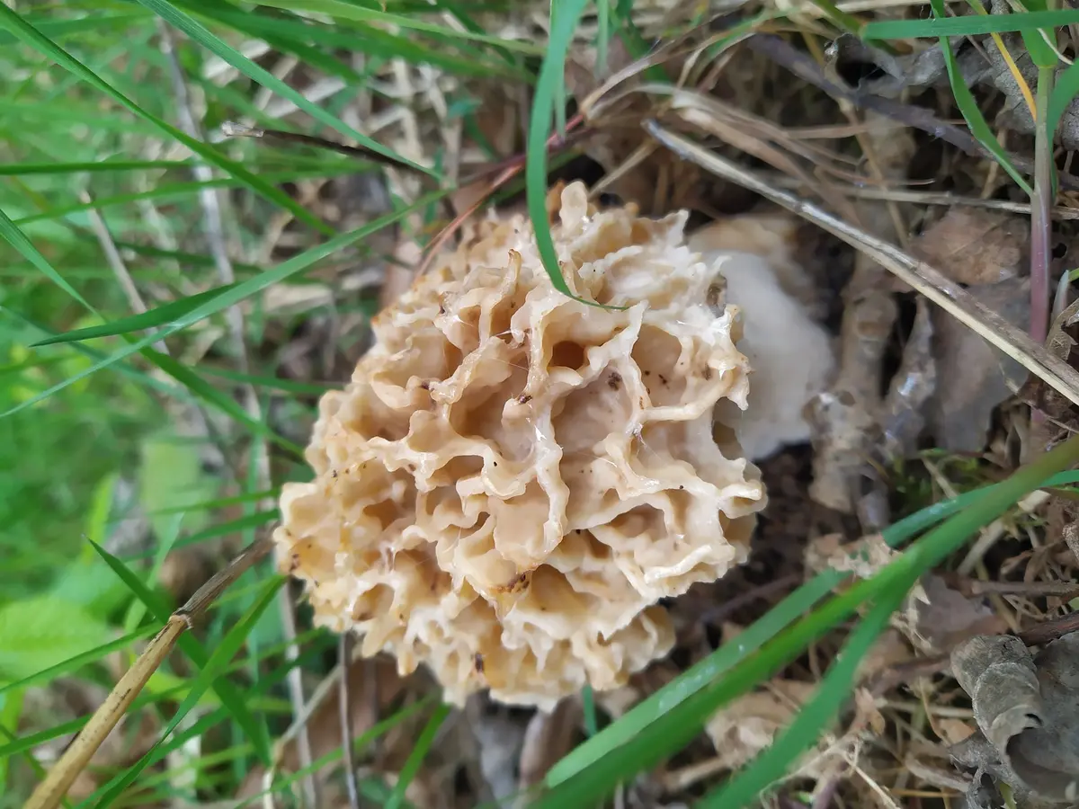 Comment trouver des morilles ?
