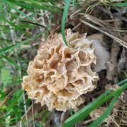 Comment trouver des morilles ?