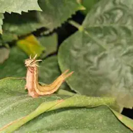 Comment venir à bout des indésirables dans une jardin ?