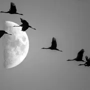 Comprendre la migration des oiseaux