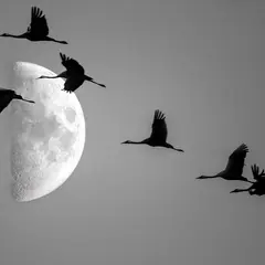Comprendre la migration des oiseaux
