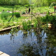 Comptage des habitants de la mare au Jardin Bourian