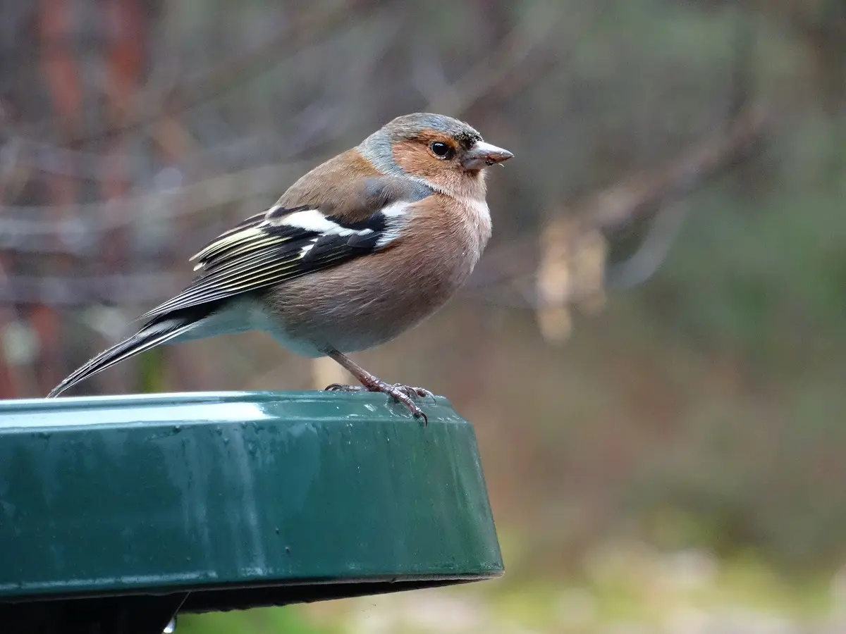 Comptage des oiseaux des Jardins
