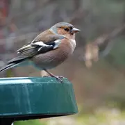 Comptage des oiseaux des Jardins