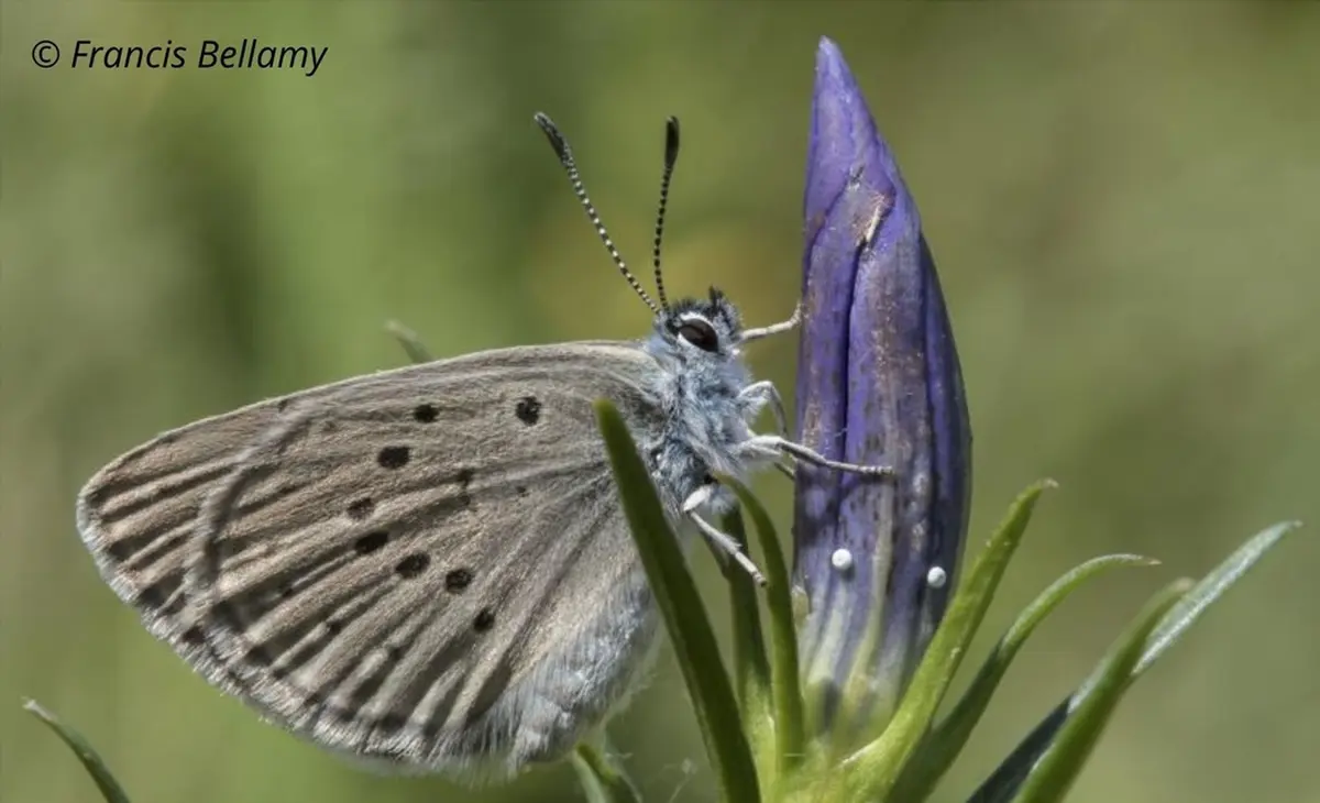 Comptage des œufs du papillon Azuré des Mouillères dans les Landes de la Feuillie et de Muneville-le-Bingard
