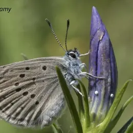 Comptage des œufs du papillon Azuré des Mouillères dans les Landes de la Feuillie et de Muneville-le-Bingard