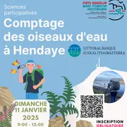 Comptage international des oiseaux d'eau