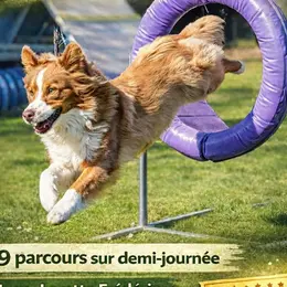 Concours canin - Agility