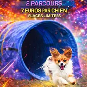 Concours canin - Tunnel run