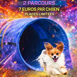 Concours canin - Tunnel run