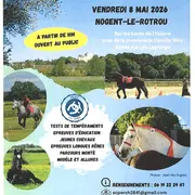 Concours chevaux Percherons